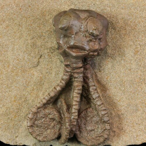 Fossil Crinoid (Jimbacrinus) - Gascoyne Junction, Australia #114433